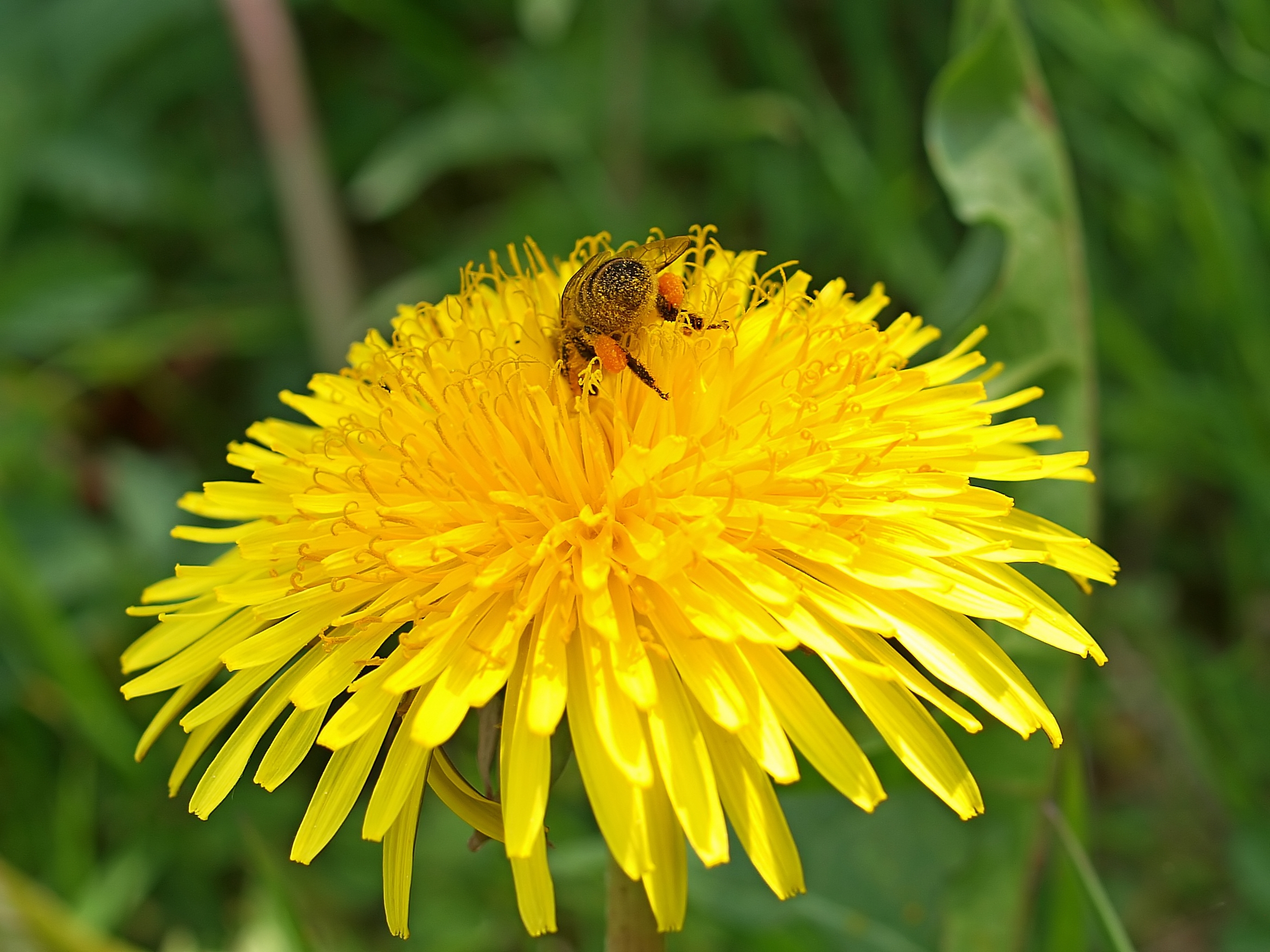 Eine Biene auf einer Löwenzahnblüte
